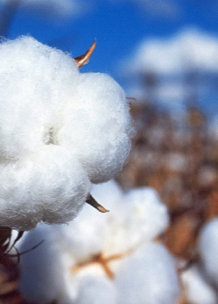 cotton hữu cơ